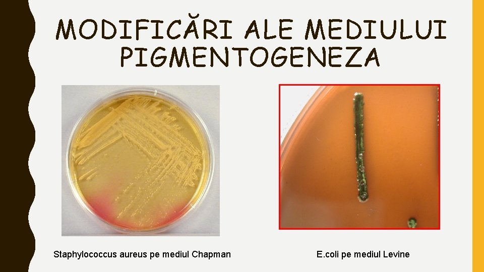 MODIFICĂRI ALE MEDIULUI PIGMENTOGENEZA Staphylococcus aureus pe mediul Chapman E. coli pe mediul Levine