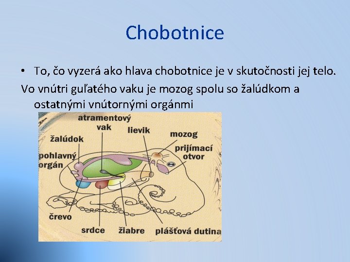 Chobotnice • To, čo vyzerá ako hlava chobotnice je v skutočnosti jej telo. Vo