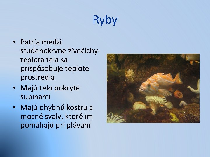 Ryby • Patria medzi studenokrvne živočíchyteplota tela sa prispôsobuje teplote prostredia • Majú telo