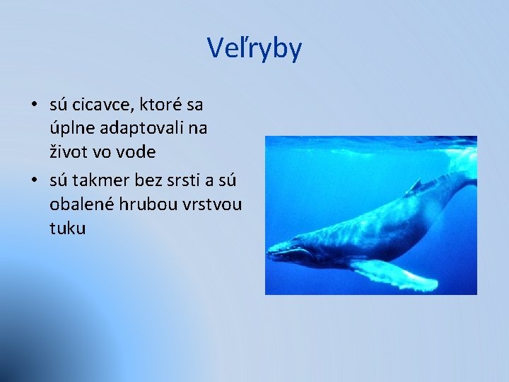 Veľryby • sú cicavce, ktoré sa úplne adaptovali na život vo vode • sú