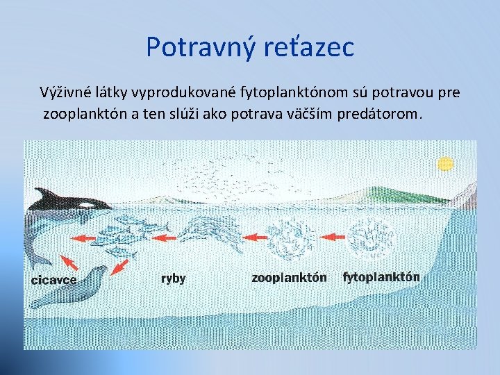 Potravný reťazec Výživné látky vyprodukované fytoplanktónom sú potravou pre zooplanktón a ten slúži ako