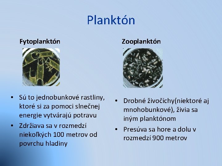 Planktón Fytoplanktón • Sú to jednobunkové rastliny, ktoré si za pomoci slnečnej energie vytvárajú