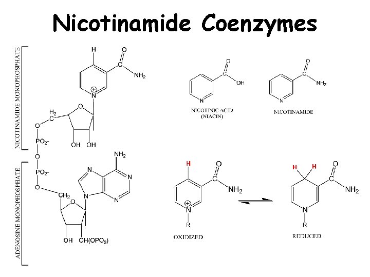 Nicotinamide Coenzymes 