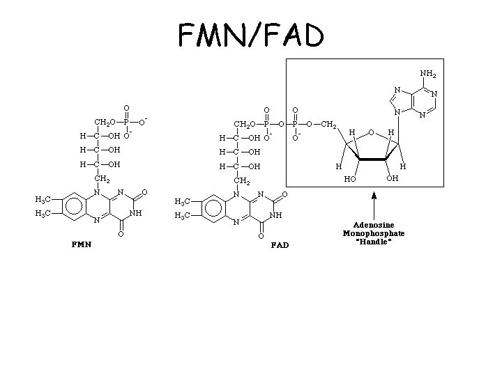 FMN/FAD 