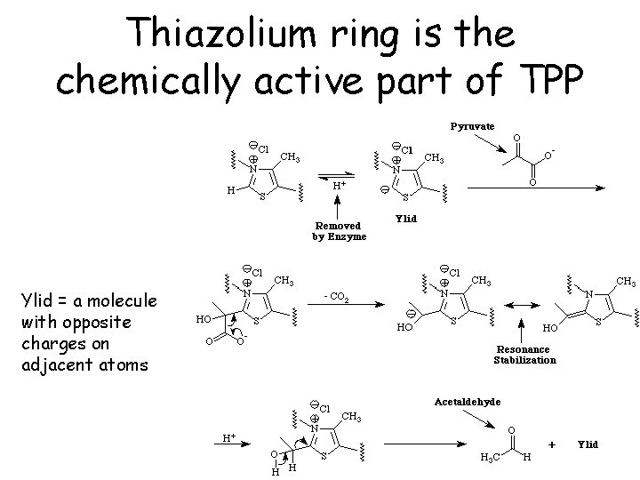 Thiazolium ring is the chemically active part of TPP Ylid = a molecule with