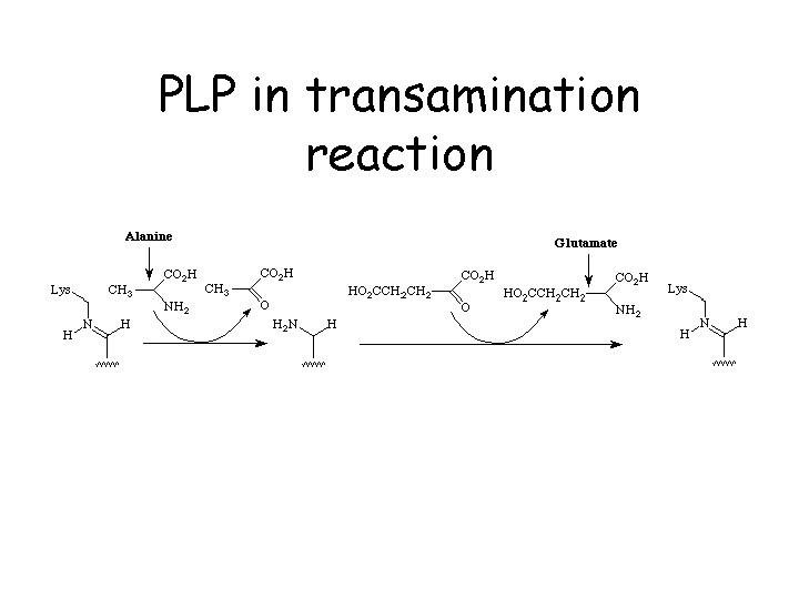 PLP in transamination reaction 