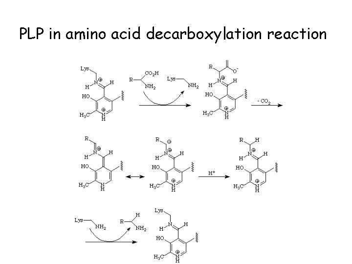 PLP in amino acid decarboxylation reaction 