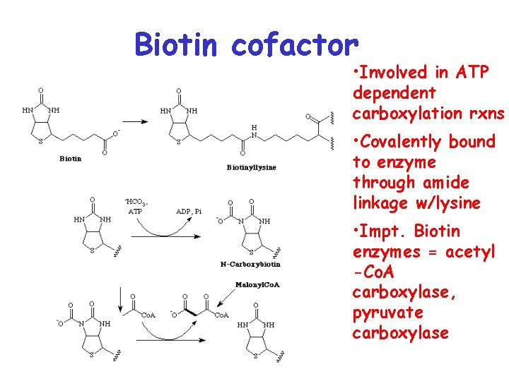 Biotin cofactor • Involved in ATP dependent carboxylation rxns • Covalently bound to enzyme