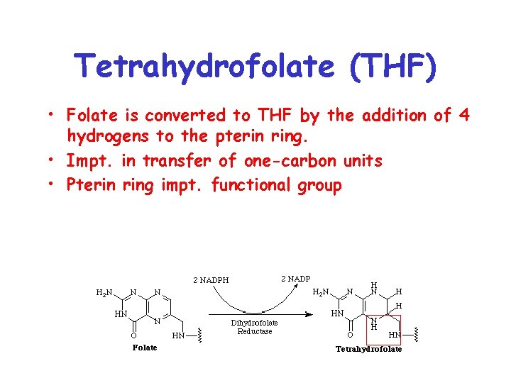 Tetrahydrofolate (THF) • Folate is converted to THF by the addition of 4 hydrogens