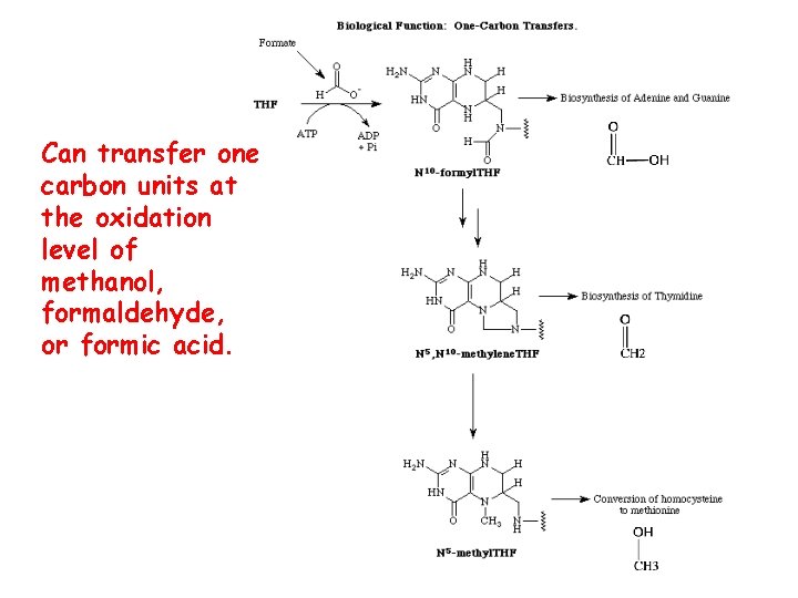 Can transfer one carbon units at the oxidation level of methanol, formaldehyde, or formic