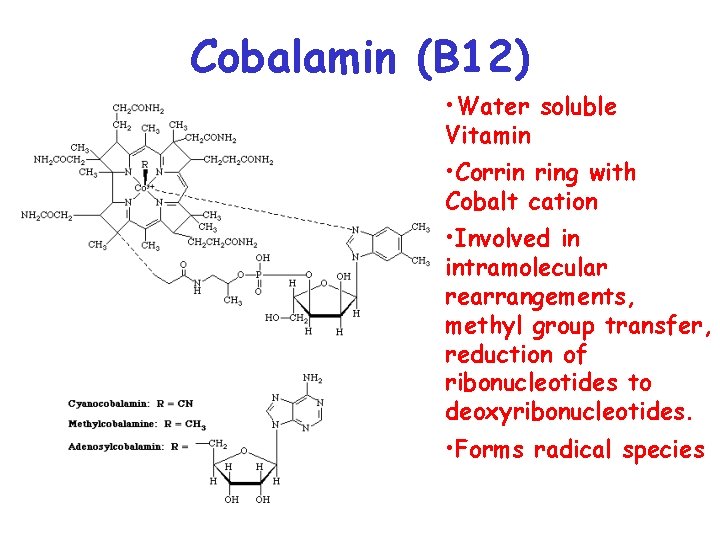 Cobalamin (B 12) • Water soluble Vitamin • Corrin ring with Cobalt cation •