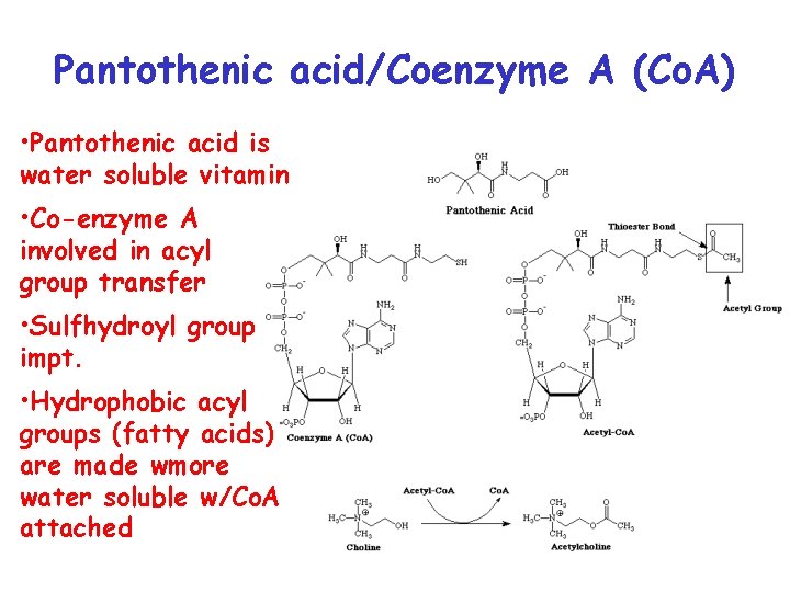 Pantothenic acid/Coenzyme A (Co. A) • Pantothenic acid is water soluble vitamin • Co-enzyme