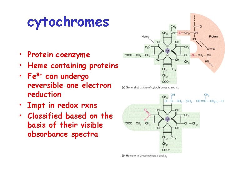 cytochromes • Protein coenzyme • Heme containing proteins • Fe 3+ can undergo reversible