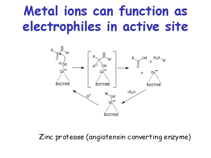 Metal ions can function as electrophiles in active site Zinc protease (angiotensin converting enzyme)