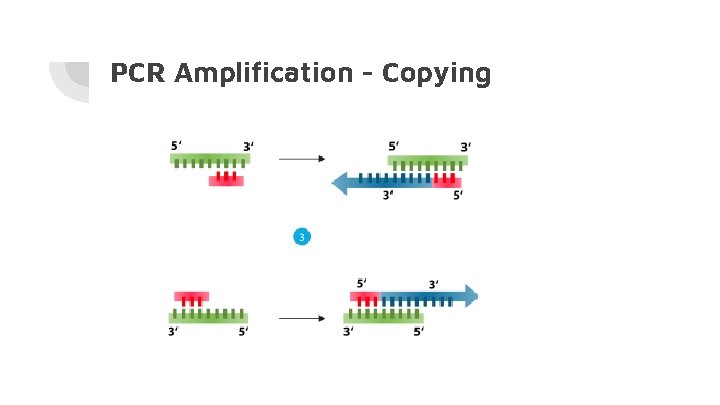 PCR Amplification - Copying 