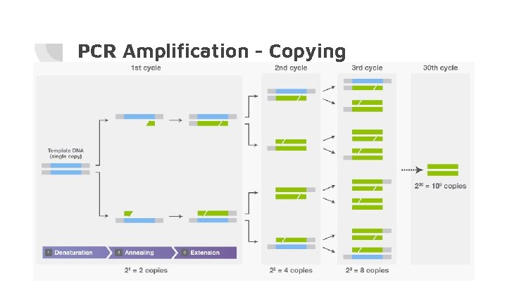 PCR Amplification - Copying 