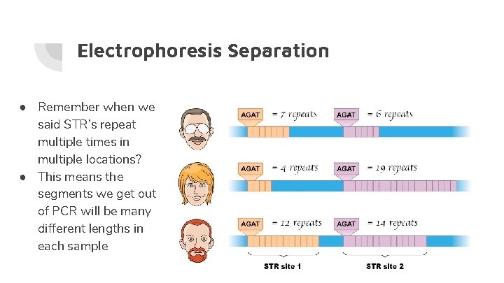 Electrophoresis Separation ● Remember when we said STR’s repeat multiple times in multiple locations?