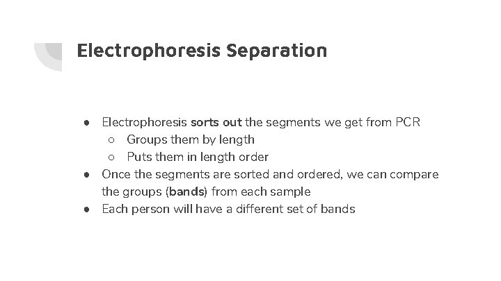 Electrophoresis Separation ● Electrophoresis sorts out the segments we get from PCR ○ Groups