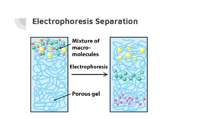 Electrophoresis Separation 