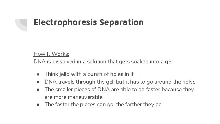 Electrophoresis Separation How It Works: DNA is dissolved in a solution that gets soaked