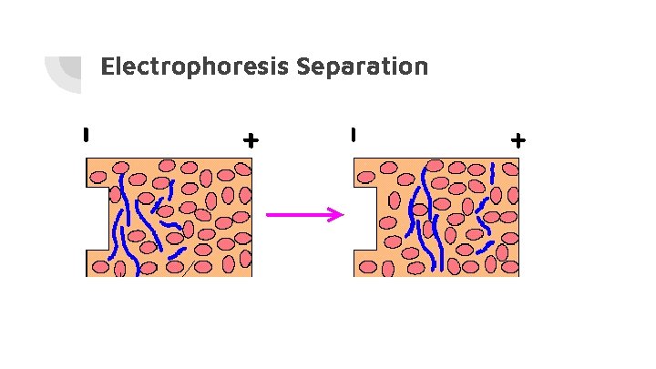 Electrophoresis Separation 