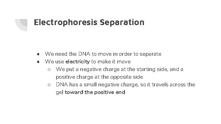 Electrophoresis Separation ● We need the DNA to move in order to separate ●