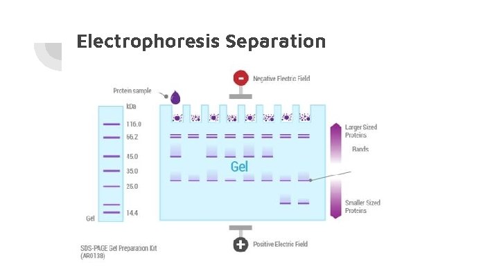 Electrophoresis Separation 