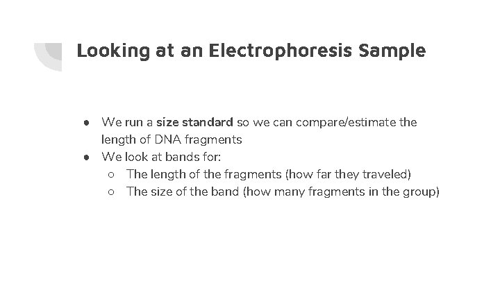 Looking at an Electrophoresis Sample ● We run a size standard so we can