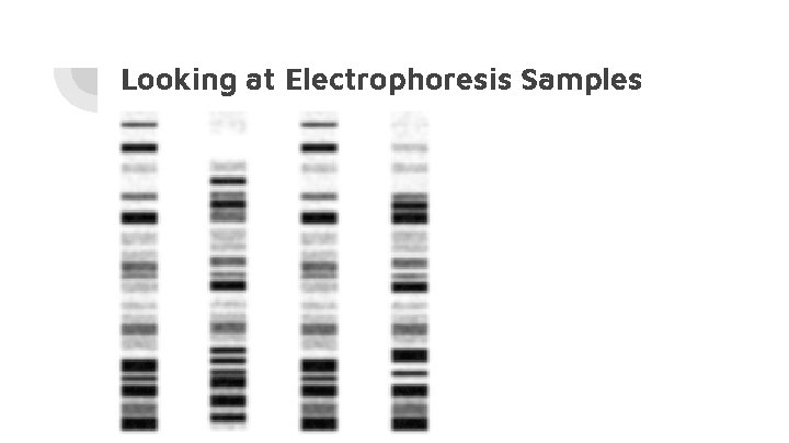 Looking at Electrophoresis Samples 