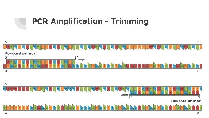 PCR Amplification - Trimming 