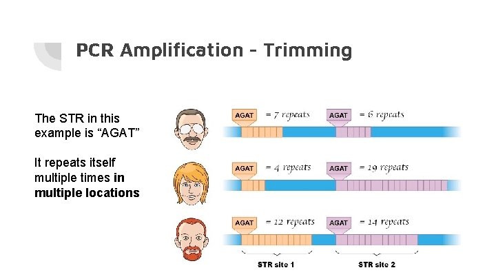 PCR Amplification - Trimming The STR in this example is “AGAT” It repeats itself