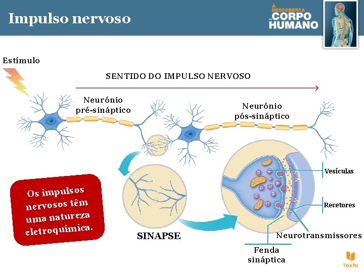 Sistema nervoso Sistemas nervoso e hormonal Tm a