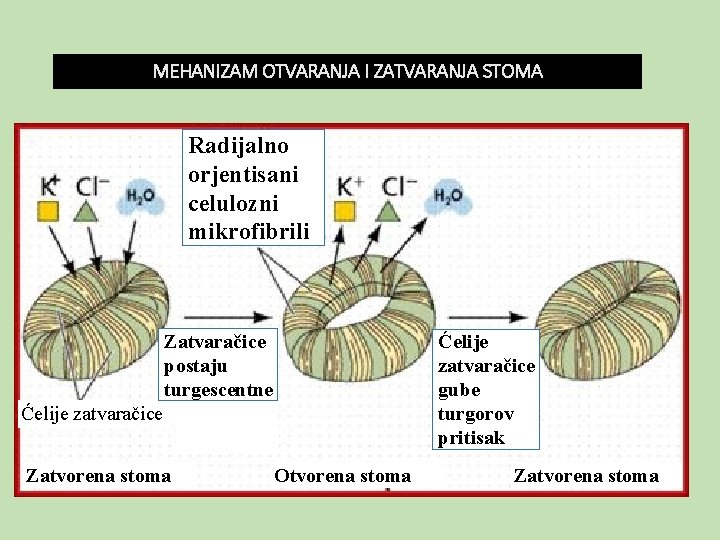 MEHANIZAM OTVARANJA I ZATVARANJA STOMA Radijalno orjentisani celulozni mikrofibrili Zatvaračice postaju turgescentne Ćelije zatvaračice