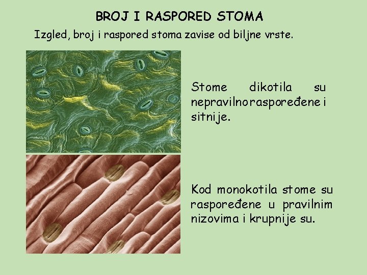 BROJ I RASPORED STOMA Izgled, broj i raspored stoma zavise od biljne vrste. Stome