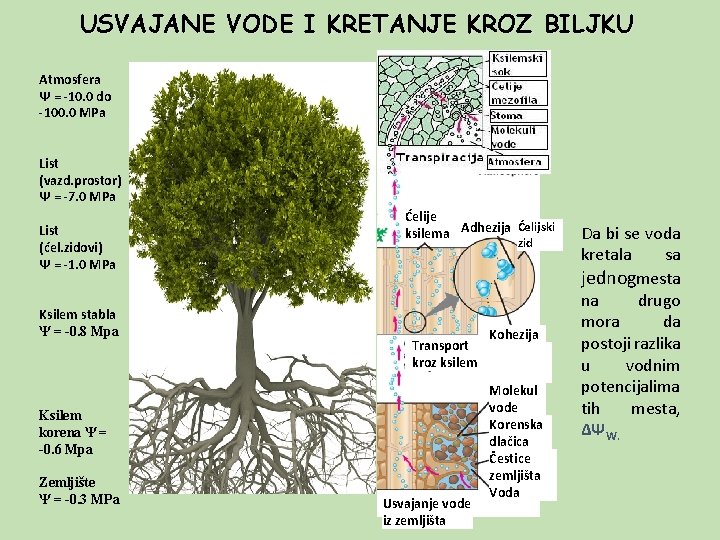 USVAJANE VODE I KRETANJE KROZ BILJKU Atmosfera Ψ = -10. 0 do -100. 0