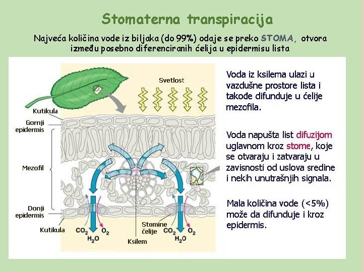 Stomaterna transpiracija Najveća količina vode iz biljaka (do 99%) odaje se preko STOMA, otvora