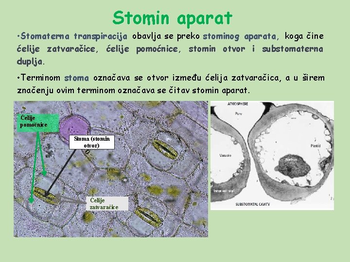 Stomin aparat • Stomaterna transpiracija obavlja se preko stominog aparata, koga čine ćelije zatvaračice,