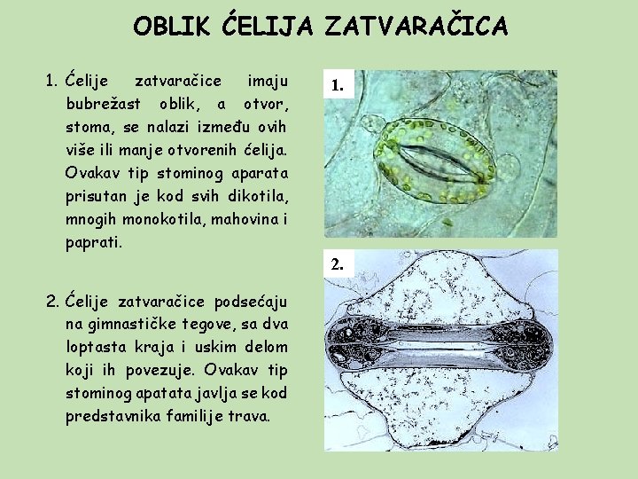 OBLIK ĆELIJA ZATVARAČICA 1. Ćelije zatvaračice imaju bubrežast oblik, a otvor, stoma, se nalazi