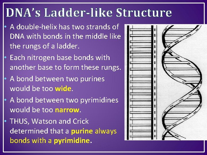 DNA’s Ladder-like Structure • A double-helix has two strands of DNA with bonds in