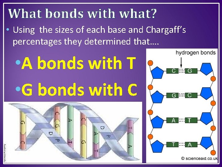 What bonds with what? • Using the sizes of each base and Chargaff’s percentages