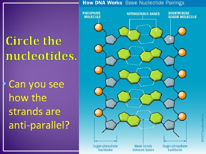 Circle the nucleotides. • Can you see how the strands are anti-parallel? 