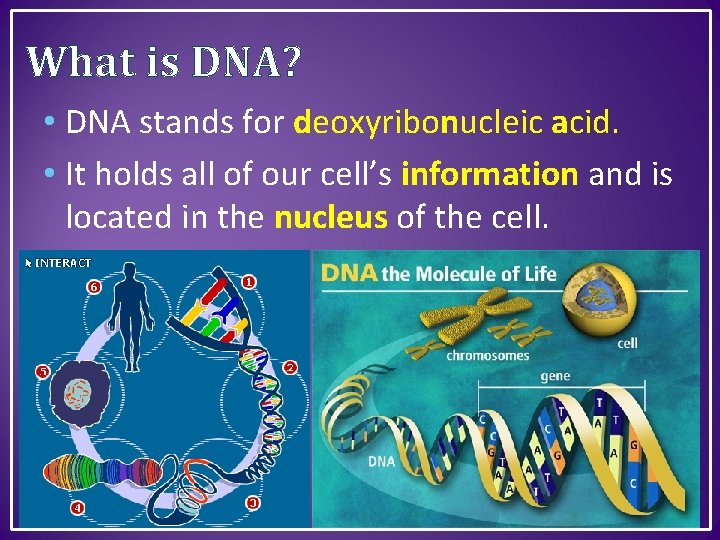 What is DNA? • DNA stands for deoxyribonucleic acid. • It holds all of