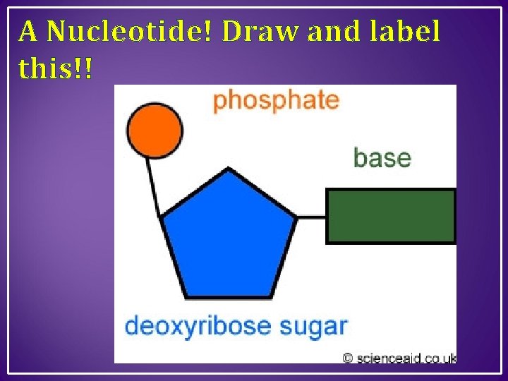 A Nucleotide! Draw and label this!! 