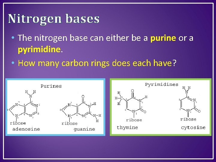 Nitrogen bases • The nitrogen base can either be a purine or a pyrimidine.