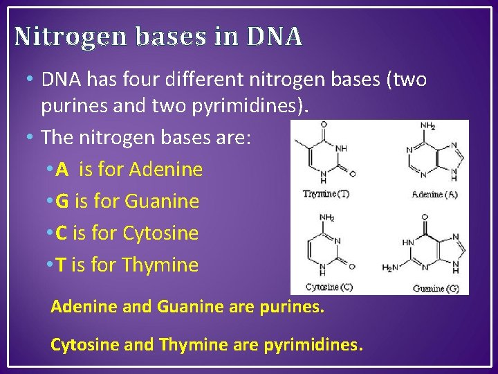 Nitrogen bases in DNA • DNA has four different nitrogen bases (two purines and