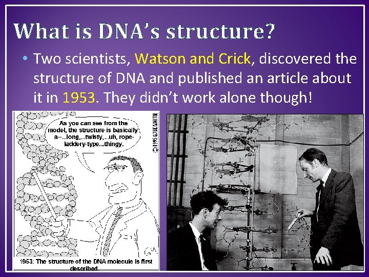 What is DNA’s structure? • Two scientists, Watson and Crick, discovered the structure of
