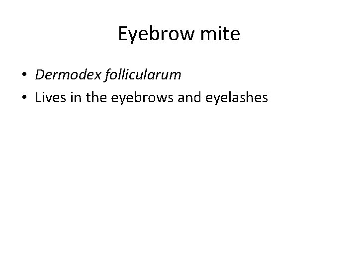 Eyebrow mite • Dermodex follicularum • Lives in the eyebrows and eyelashes 
