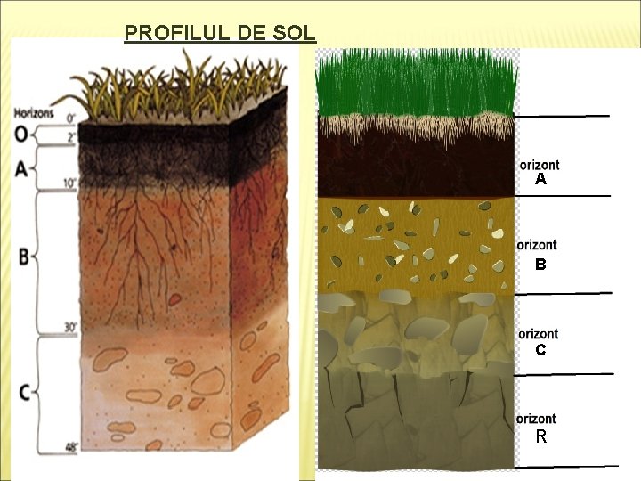 PROFILUL DE SOL A B C R 