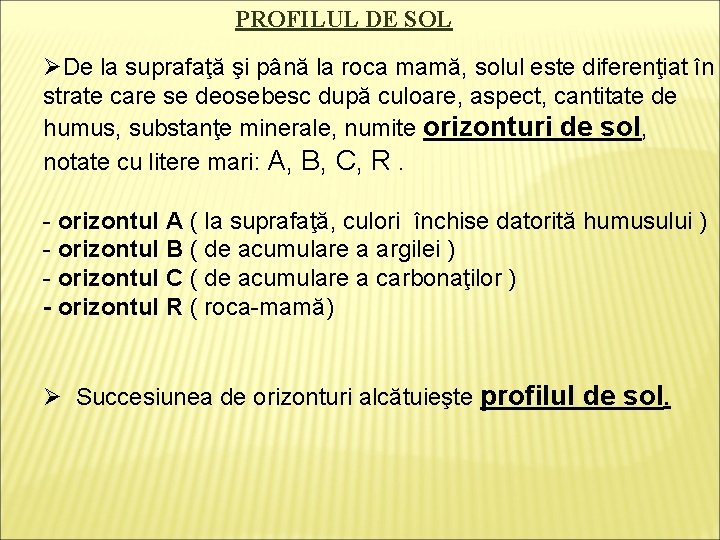 PROFILUL DE SOL ØDe la suprafaţă şi până la roca mamă, solul este diferenţiat