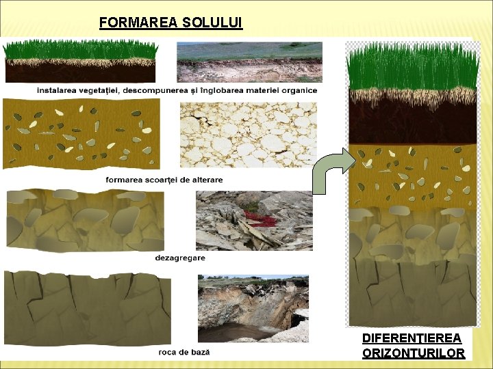 FORMAREA SOLULUI DIFERENŢIEREA ORIZONTURILOR 